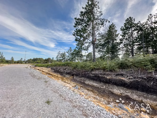 Lote de 2,154 m² con Pinos Maduros en Venta en Alto Boquete