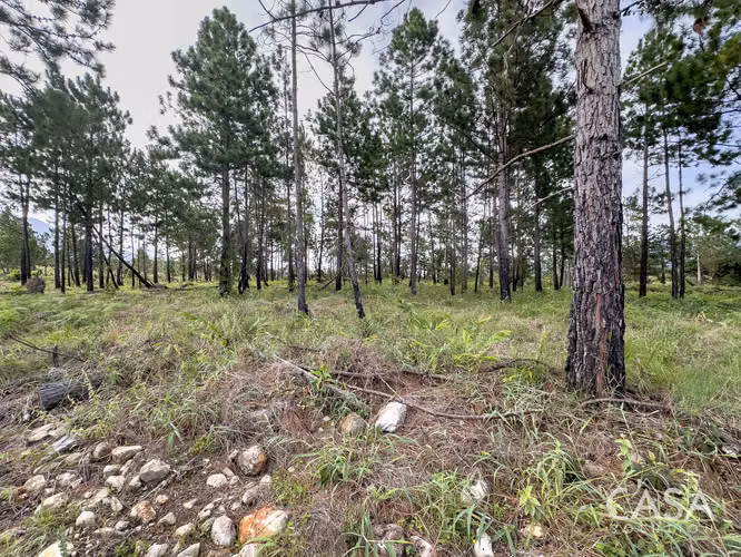 Lote de 2,154 m² con Pinos Maduros en Venta en Alto Boquete - Imagen 18