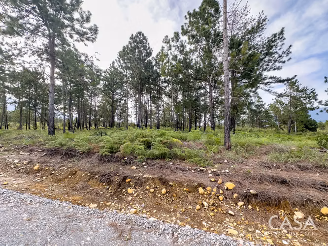 Lote de 2,154 m² con Pinos Maduros en Venta en Alto Boquete - Imagen 17