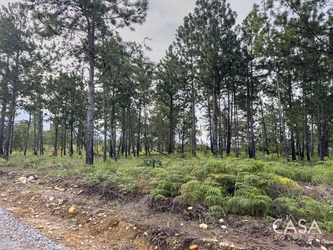 Lote de 2,154 m² con Pinos Maduros en Venta en Alto Boquete - Imagen 14