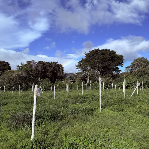 Lotes en Boquete Volcancito - Imagen 10