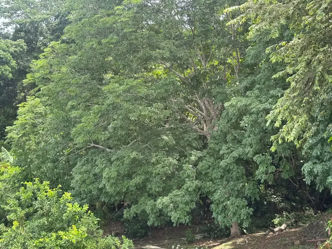 VENTA DE LOTE – Valle Los Lirios, San Carlos