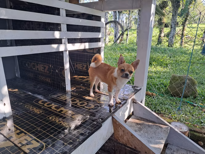 Chihuahua cabeza de manzana  - Imagen 4