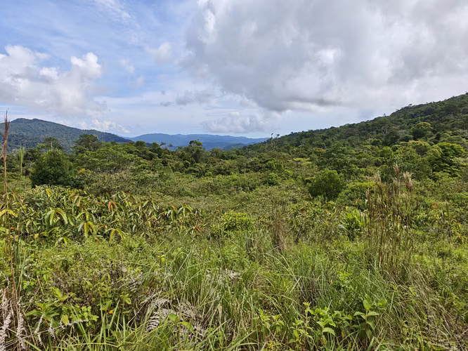 Se Vende RESERVA FORESTAL PRIVADA EN CERRO Azul - Imagen 12