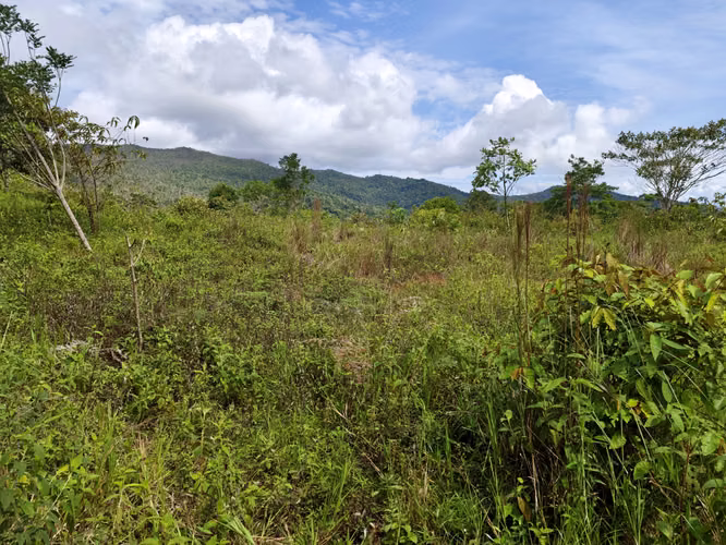 Se Vende RESERVA FORESTAL PRIVADA EN CERRO Azul - Imagen 16