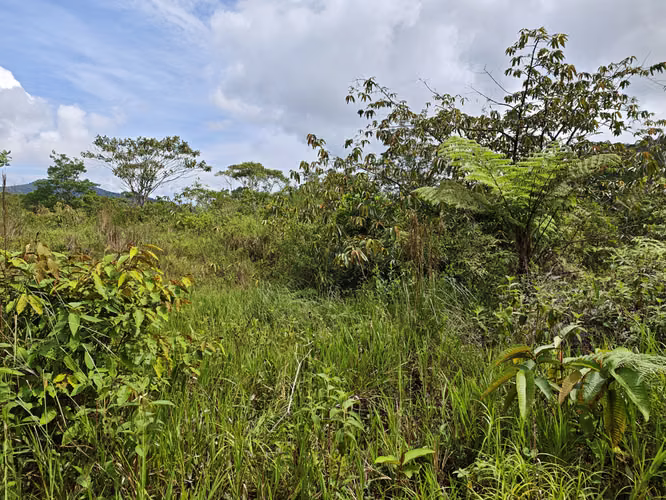 Se Vende RESERVA FORESTAL PRIVADA EN CERRO Azul - Imagen 14
