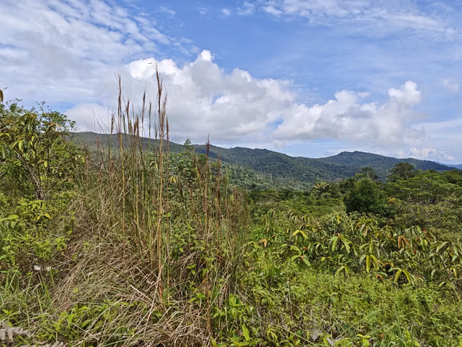 Se Vende RESERVA FORESTAL PRIVADA EN CERRO Azul - Imagen 15