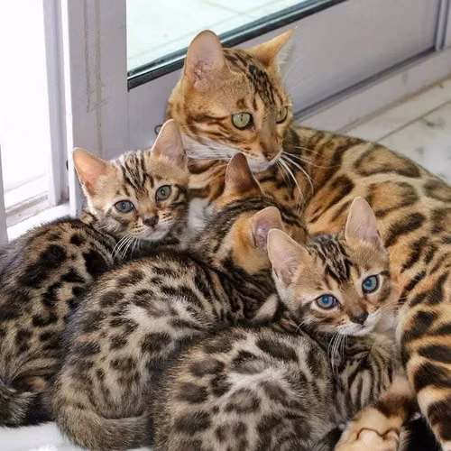 Preciosos gatitos bengalíes disponibles para hogares amorosos - Imagen 3