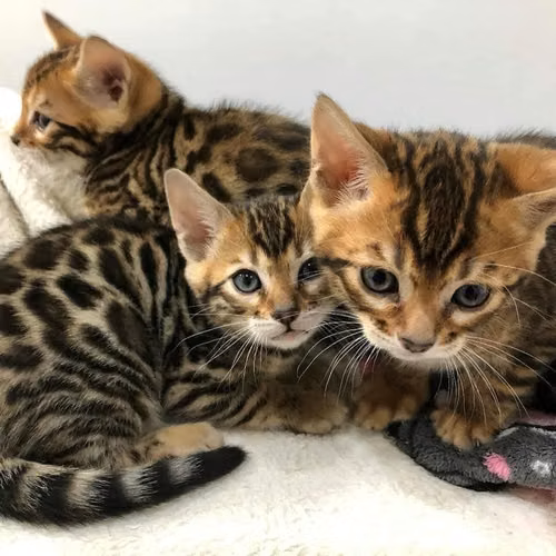 Preciosos gatitos bengalíes disponibles para hogares amorosos