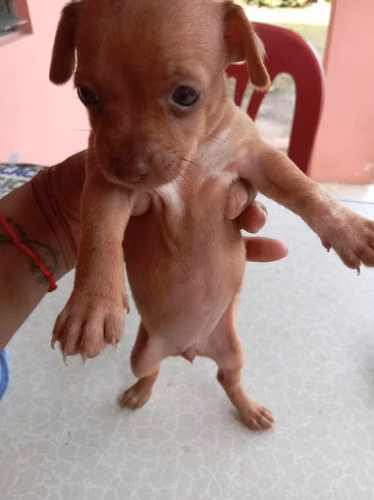 Chihuahuas hembras