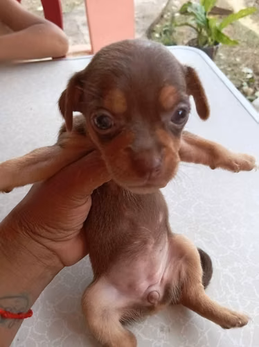 Chihuahuas hembras