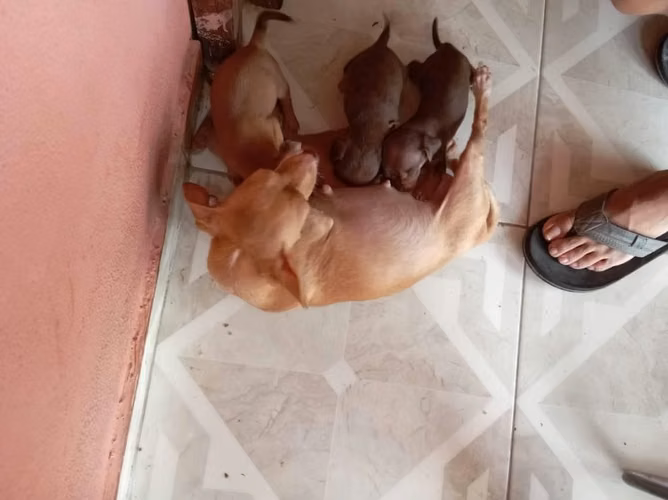 Chihuahuas hembras
