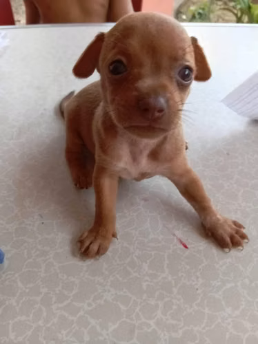 Chihuahuas hembras