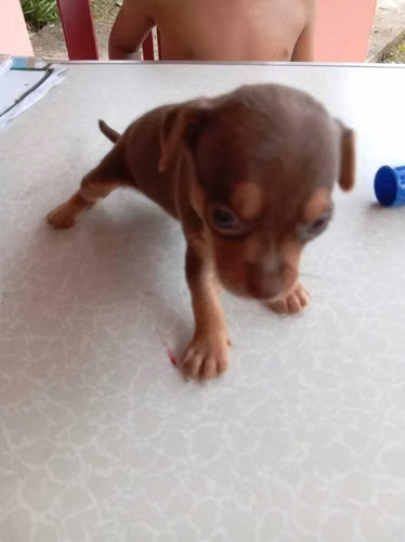 Chihuahuas hembras