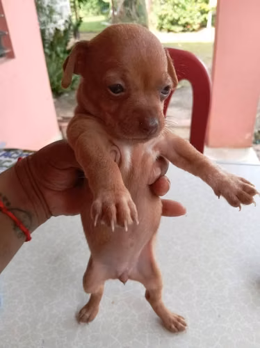Chihuahuas hembras