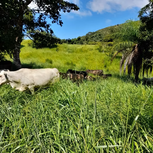 $370,000 SE VENDE FINCA DE 50 HECTAREAS EN CAÑAZAS DISTRITO DE VERAGUAS - Imagen 5