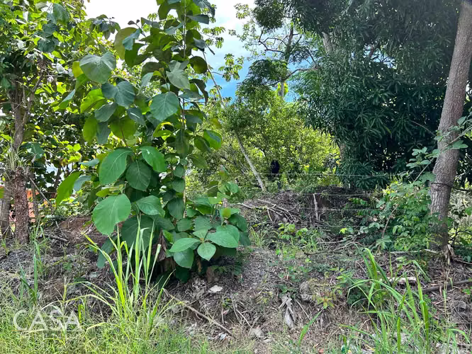 Lote Plano de 14,644 m² en Venta en Las Uvas, Panamá – Ideal para Proyectos Agrícolas o Turísticos - Imagen 8