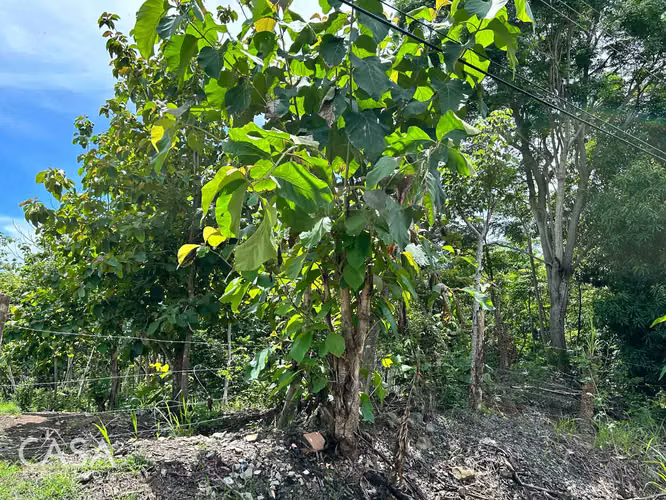 Lote Plano de 14,644 m² en Venta en Las Uvas, Panamá – Ideal para Proyectos Agrícolas o Turísticos - Imagen 16