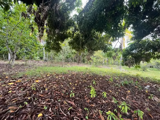 Terreno en Venta en Río Hato Cocle  CIG271339