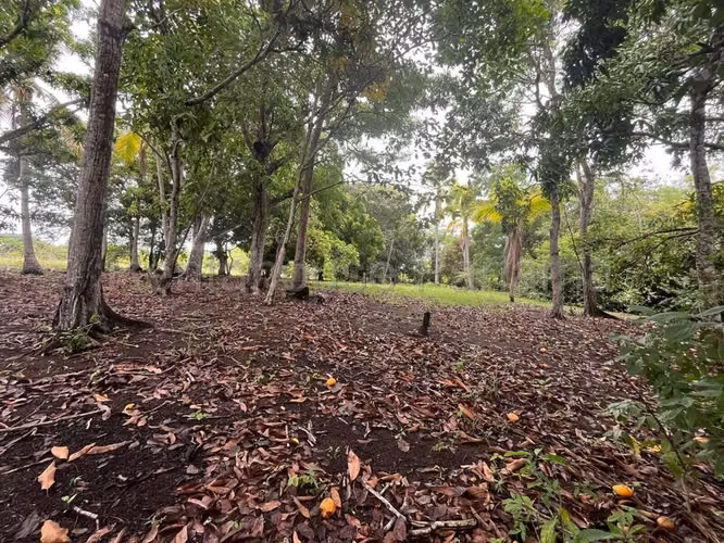 Terreno en Venta en Río Hato Cocle  CIG271339