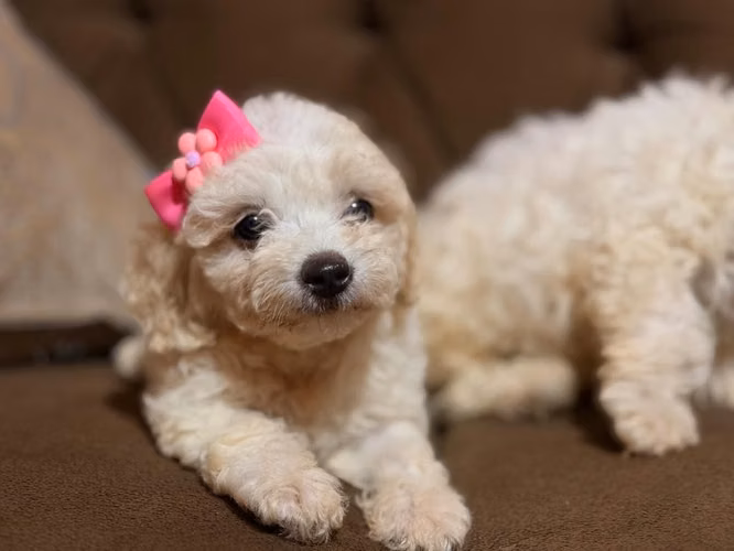 Bellas french poodle mini toy con su tarjeta