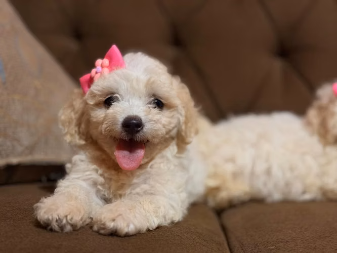 Bellas french poodle mini toy con su tarjeta - Imagen 4