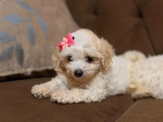 Bellas french poodle mini toy con su tarjeta - Imagen 6