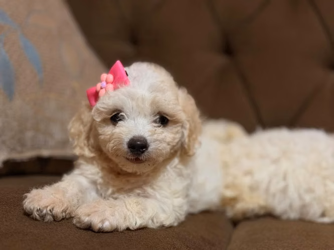 Bellas french poodle mini toy con su tarjeta - Imagen 3