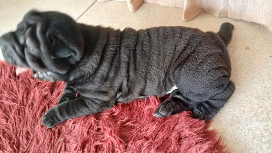 100% Sharpei "Vive la Experoencia Sharpei"