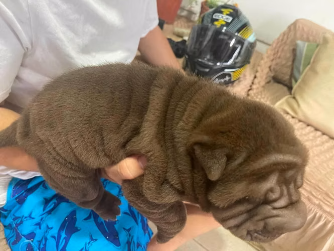 100% Sharpei "Vive la Experoencia Sharpei"