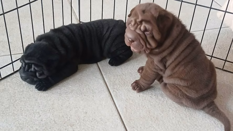 100% Sharpei "Vive la Experoencia Sharpei"