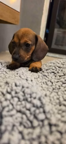 Dachshund Cachorro