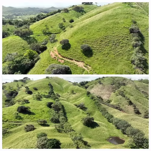 FINCA DE 98 HECTÁREAS + 7,565.05 m2, EN LAS CABRAS DE PESÉ, PROVINCIA DE HERRERA - Imagen 4