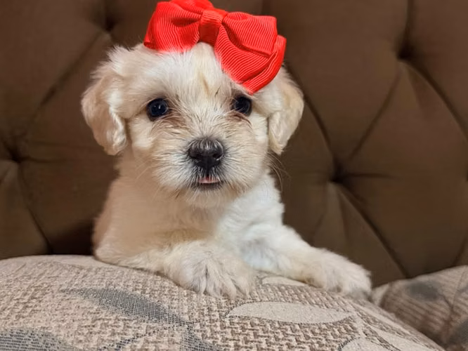 Bella maltipoo toy con su tarjeta - Imagen 6