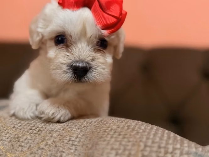 Bella maltipoo toy con su tarjeta - Imagen 3
