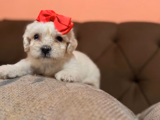 Bella maltipoo toy con su tarjeta