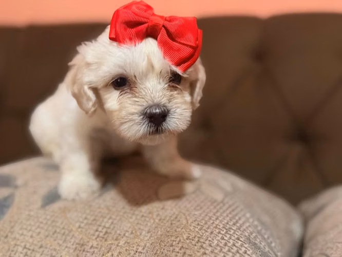 Bella maltipoo toy con su tarjeta - Imagen 2
