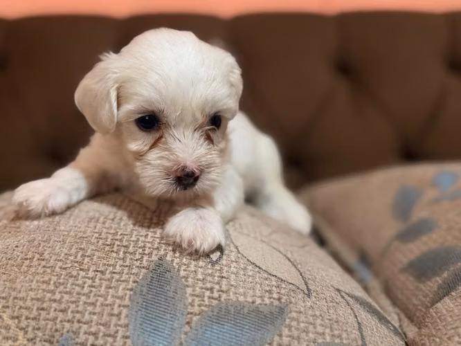 Negociable machos maltes poodle con su tarjeta - Imagen 6
