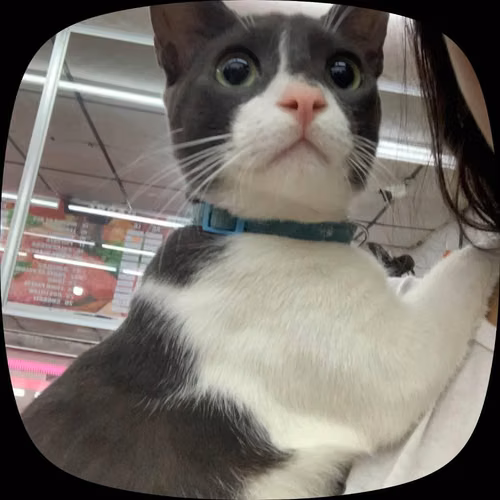 Lindo gatito Michael