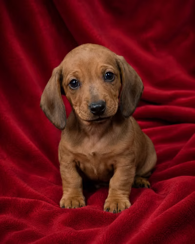 Perros Salchicas - Imagen 6
