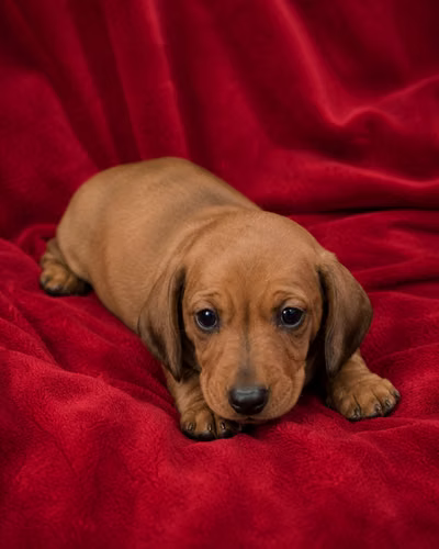 Perros Salchicas - Imagen 4