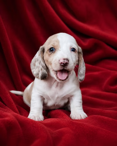 Perros Salchicas - Imagen 3