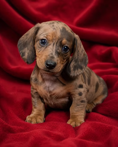 Perros Salchicas - Imagen 5