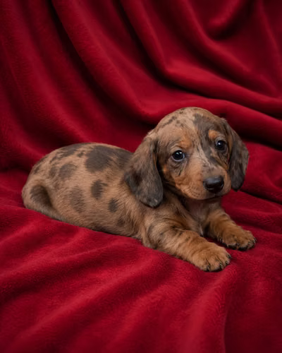 Perros Salchicas - Imagen 2