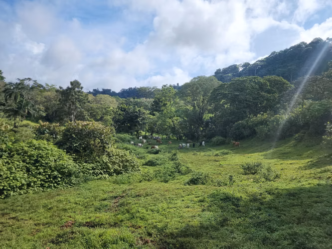 SE VENDE FINCA AGROPECUARIA EN COLÓN