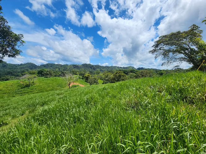 SE VENDE FINCA AGROPECUARIA EN COLÓN