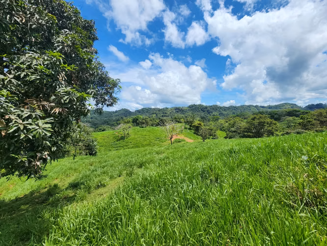 SE VENDE FINCA AGROPECUARIA EN COLÓN