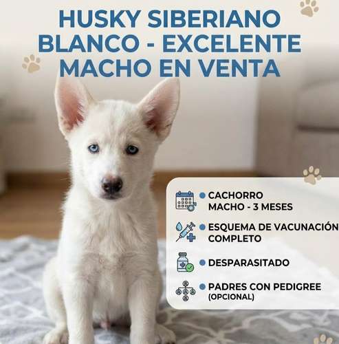 Cachorros Husky  Blanco tienen 3 meses. MACHOS