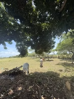 VENDO FINCA DE 21.5 HECTAREAS EN PENONOME CERCA DE LA CARRETERA PANAMERICANA-P - Imagen 6