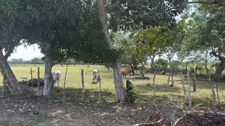 VENDO FINCA DE 21.5 HECTAREAS EN PENONOME CERCA DE LA CARRETERA PANAMERICANA-P - Imagen 8